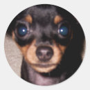 Pesquisar por filhote cachorro pinscher doberman Cães