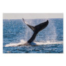 Pesquisar por migração pôsteres Mar