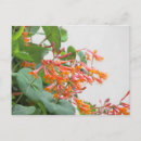 Pesquisar por flor de trombeta cartoes postais Floral