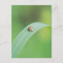 Pesquisar por insect cartoes postais Nature