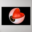 Pesquisar por anatomia do olho artes pôsteres Medicina