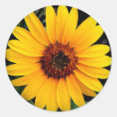 Pesquisar por girassol adesivos Plantas