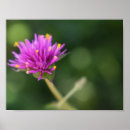 Pesquisar por poster com flores roxas pósteres pôsteres Púrpura