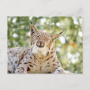 Pesquisar por gato lince cartoes postais Felino