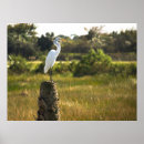 Pesquisar por egrets pósteres pôsteres Arrependimento