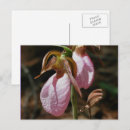 Pesquisar por orquídea selvagem cartoes postais Fotografia