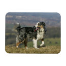 Pesquisar por cão de border collie imas Ânsia