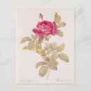 Pesquisar por pierre joseph redoute cartoes postais 19th