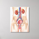 Pesquisar por anatomia humana impressão de canvas Fundo branco