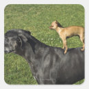Pesquisar por great dane adesivos Escala