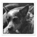 Pesquisar por heeler azul Dingo