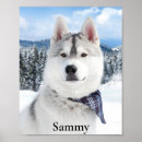 Pesquisar por pet pôsteres Cão