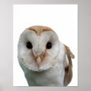Pesquisar por berçário da coruja pôsteres Animal
