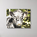Pesquisar por touro impressão de canvas Animais