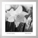 Pesquisar por daffodil pôsteres Plantas