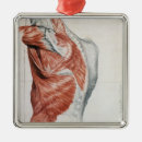 Pesquisar por anatomia ornamentos Anatômico
