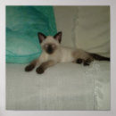 Pesquisar por siamese Bonito