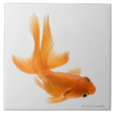 Pesquisar por peixes peixes azulejos Criaturas do sealife