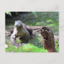 Pesquisar por dragao komodo cartoes postais Animal