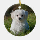 Pesquisar por cão maltês ornamentos Animal