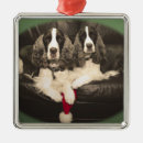 Pesquisar por fígado ornamentos Spaniel