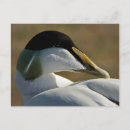 Pesquisar por beautiful cartoes postais Bird