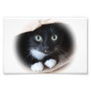 Pesquisar por gato e branco pôsteres Gatinho