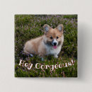 Pesquisar por corgi botons Pembroke welsh corgi