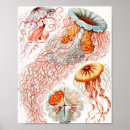 Pesquisar por nós marinho pósteres pôsteres Ernst haeckel