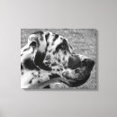 Pesquisar por great fotografia Canino