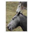 Pesquisar por eu amo cavalos cartoes postais Fotografia