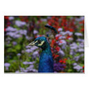 Pesquisar por do peafowl cartoes Pássaro