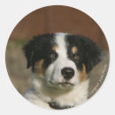 Pesquisar por headshot adesivos Cão