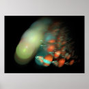 Pesquisar por google pósteres pôsteres Flores