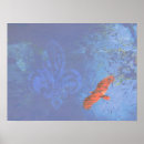 Pesquisar por abutre pôsteres Fotografia