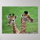 Pesquisar por safari nursery pósteres pôsteres Giraffe