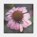 Pesquisar por descendente imas Echinacea