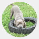 Pesquisar por staffordshire bull terrier adesivos Animal