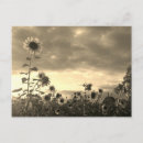 Pesquisar por produção cartoes postais Flores