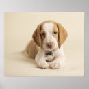 Pesquisar por beagle pôsteres Puppy