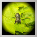 Pesquisar por beetle pôsteres Bug