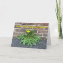 Pesquisar por dandelion cartoes Ervas daninhas