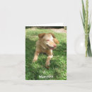 Pesquisar por precious cartoes Pet