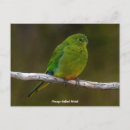 Pesquisar por papagaio colorido cartoes postais Animal