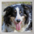 Pesquisar por de border collie pósteres pôsteres For her