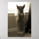 Pesquisar por cute corgi pôsteres Puppy