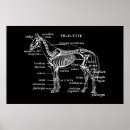 Pesquisar por anatomia animal pôsteres Esqueleto