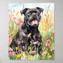 Pesquisar por cane corso pósteres pôsteres Cana