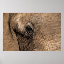 Pesquisar por alison pósteres pôsteres Elefante