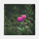 Pesquisar por zinnia imas Jardim